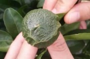 柑橘早春種植技術(shù)_如何做好晚熟柑橘各項管理