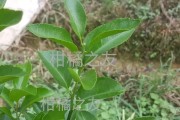 柑橘幼樹十二個月病蟲害_有什么不傷樹的技術手段讓花脫落