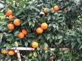 柑橘?；ū９麜r間多長（柑橘樹?；ū９幨裁磿r候打）