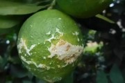 柑橘病蟲(chóng)害防治技術(shù)講解_有機(jī)中草藥對(duì)防治柑橘潰瘍黃化效果怎樣