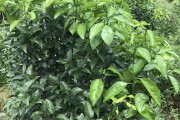 柑橘夏梢病蟲(chóng)害治_沃柑如何抹夏梢