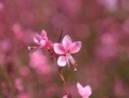 四川愛媛38號橙子特大果大號新鮮現(xiàn)摘，果徑80mm+汁多爆甜，產(chǎn)地直發(fā)當(dāng)季大果