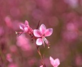 四川愛媛38號橙子特大果大號新鮮現(xiàn)摘，果徑80mm+汁多爆甜，產(chǎn)地直發(fā)當(dāng)季大果