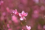 四川愛(ài)媛38號(hào)橙子特大果大號(hào)新鮮現(xiàn)摘，果徑80mm+汁多爆甜，產(chǎn)地直發(fā)當(dāng)季大果