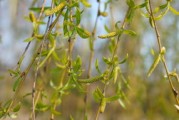 四川蓬安柑橘種植基地：生態(tài)示范基地引領綠色產(chǎn)業(yè)振興之路