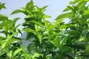 柑橘秋栽種植技術_柑橘樹什么時候深耕為好