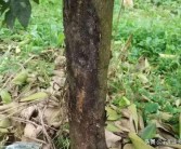 柑橘病蟲害百問(wèn)百答_如何防治柑橘木虱的傳播