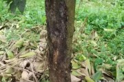 柑橘病蟲害百問百答_如何防治柑橘木虱的傳播 柑橘病蟲害百問百答_如何防治柑橘木虱的傳播