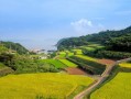 井研縣柑橘晚熟園區(qū)：產(chǎn)業(yè)升級(jí)助力鄉(xiāng)村振興新標(biāo)桿