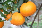 柑橘病蟲害綜合防治方法_除夜蛾外還有哪些害蟲會導(dǎo)致柑桔腐爛