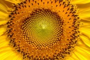 廣西柑橘打什么藥？詳解常見病蟲害防治科學(xué)用藥指南