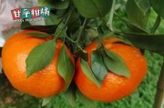 柑橘樹能嫁接柚子嗎？揭秘跨品種嫁接的關(guān)鍵技術(shù)與實踐效果