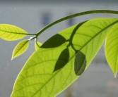 日南一號(hào)柑橘種植技術(shù)管理（日南一號(hào)柑橘種植技術(shù)管理視頻）
