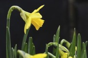 柑橘什么時(shí)候發(fā)芽？掌握春季萌芽時(shí)間與栽培管理要點(diǎn)