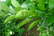 柑橘管理及病蟲害的防治_柑橘脂點(diǎn)黃斑病又來了 柑橘管理及病蟲害的防治_柑橘脂點(diǎn)黃斑病又來了