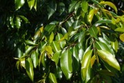 柑橘新葉子發(fā)黃怎么回事？原因分析與防治 *** 全解析