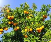 柑橘有機(jī)肥種植新技術(shù)_冬天柑橘施羊糞的正確方法