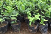 柑橘小拱棚的種植技術(shù)_有沒(méi)有什么農(nóng)作物能一畝收益7000元