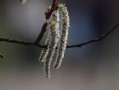 柑橘流膠樹(shù)脂病藥（柑橘樹(shù)流膠病特效藥）