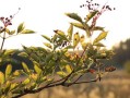 桔樹(shù)保花保果用什么藥（橘子樹(shù)?；ū９娜~面肥是什么）