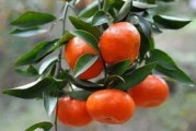 廣西柑橘怎么種植技術(shù)_廣西農(nóng)業(yè)種植致富項(xiàng)目 廣西柑橘怎么種植技術(shù)_廣西農(nóng)業(yè)種植致富項(xiàng)目