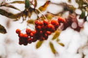 家里種沃柑為什么風(fēng)水不好(種植沃柑需要注意什么事項) 家里種沃柑為什么風(fēng)水不好(種植沃柑需要注意什么事項)