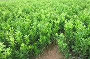 柑橘第一年病蟲(chóng)害防治_2年時(shí)間全果園就能被感染