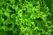 柑橘從種子種植后什么時(shí)間結(jié)果？全面解析生長周期與關(guān)鍵因素