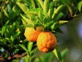 黃龍病柑橘產(chǎn)業(yè)危害有哪些？深度解析其對農(nóng)業(yè)經(jīng)濟與生態(tài)安全的雙重威脅