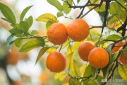 柑橘10大病蟲害防治技術(shù)_紅蜘蛛的防治要點(diǎn)有哪些