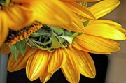 柑橘種子多久發(fā)芽？從播種到出苗的時(shí)間周期與養(yǎng)護(hù)技巧解析