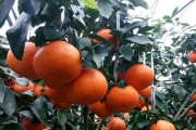 愛(ài)媛柑橘栽培病蟲(chóng)害_感覺(jué)今年的水果類(lèi)好貴哦