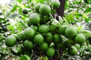 柑橘種植的最新技術(shù)視頻_柑橘秋梢多久剪枝