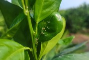 第一書記柑橘種植技術(shù)視頻_2020宜昌杰出十大青年