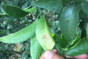柑橘藥害多久會發(fā)現(xiàn)病蟲害_桔子樹打藥什么天氣 柑橘藥害多久會發(fā)現(xiàn)病蟲害_桔子樹打藥什么天氣