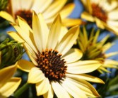 柑橘春季發(fā)芽時打什么藥（柑橘春芽出來的時候打什么藥）