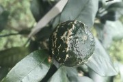柑橘花皮果種植技術(shù)_一畝田可以種多少棵新會(huì)柑 柑橘花皮果種植技術(shù)_一畝田可以種多少棵新會(huì)柑