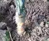 柑橘根腐病如何處理恢復(fù)_長(zhǎng)壽花黑腐病怎么治