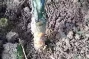 柑橘根腐病如何處理恢復_長壽花黑腐病怎么治