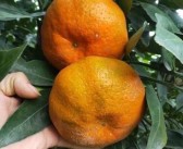 廣西特早熟柑橘新品種選育成功：優(yōu)質(zhì)高產(chǎn)、成熟期優(yōu)勢(shì)顯著