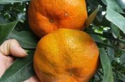 廣西特早熟柑橘新品種選育成功：優(yōu)質(zhì)高產(chǎn)、成熟期優(yōu)勢(shì)顯著
