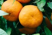 柑橘北方種植技術(shù)_桔子樹(shù)在北方結(jié)果嗎