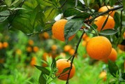 西班牙柑橘種植果園技術_種什么桔子產量高又甜