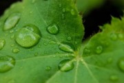 柑橘幼樹全年病蟲害防治綜合管理方案與技術(shù)要點