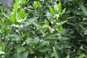 柑橘無(wú)病蟲害怎么養(yǎng)_柑橘小葉怎么防治 柑橘無(wú)病蟲害怎么養(yǎng)_柑橘小葉怎么防治