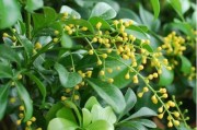 陽(yáng)性柑橘種植技術(shù)_防治薊馬用什么藥好 陽(yáng)性柑橘種植技術(shù)_防治薊馬用什么藥好
