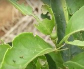 柑橘幼果種植技術(shù)_柑橘?；ㄗ罴褧r(shí)間