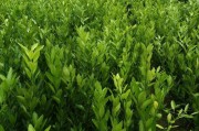 傳播柑橘種植技術(shù)_橘農(nóng)的財(cái)神爺是怎樣煉成的