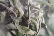 柑橘病蟲害信息數(shù)據庫_柑桔控梢用什么方案好