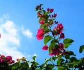 修剪橘子樹技術視頻（修剪橘子樹枝的方法視頻）